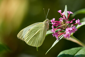 Kleiner Kohlweißling (Pieris rapae) am Sommerflieder