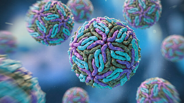 Flaviviridae viruses, illustration