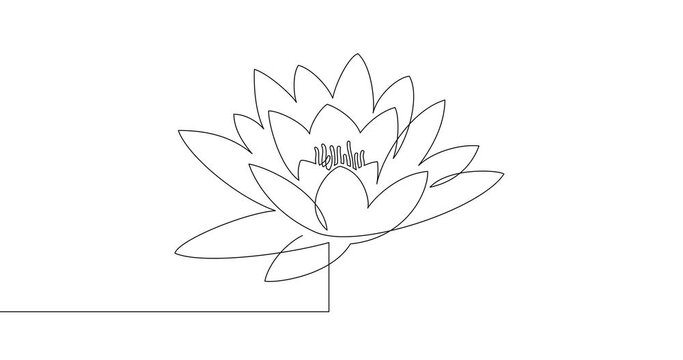 Animation of an image drawn with a continuous line. White lotus flower.
