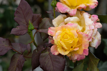 薔薇