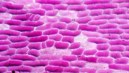 Red onion (Allium cepa) epidermal cells. Fresh sampel without staining. Selective focus