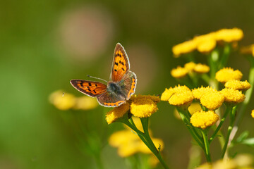 Brauner Feuerfalter (Lycaena tityrus) Weibchen	