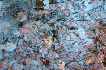 Fallen autumn leaves of trees in the water