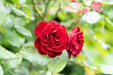 薔薇