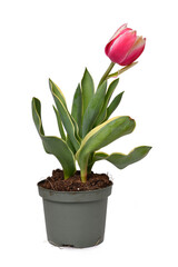 Pink 'Tulipa Red Sparks Toplips' tulip with pink color and white tips in flower pot on white background