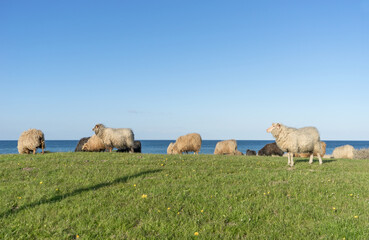 Sheep on the dyke at the Baltic Sea, Schleswig-Holstein, Germany
