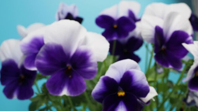 Beautiful purple pansy flowers. Flowers in a pot. Close-up.