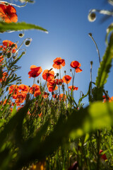 Obraz premium Close up of red poppy flowers in a field