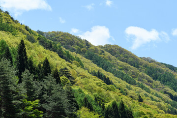 Obraz premium 新緑の山々