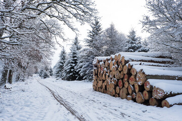 Holzstoß Stapel im Winter mit Schnee mit Fichtenstämmen Wald / Forst