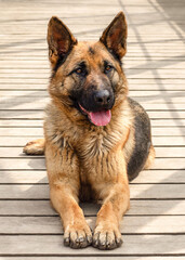 East European Shepherd lies on a wooden path. A pet. Selective focus.