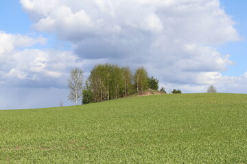 Fototapeta premium Trees in Spring