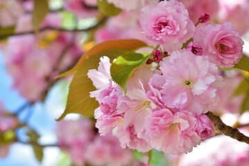 Paris, France. Cherry blossoms in the Trocadero Gardens. April 9, 2023.