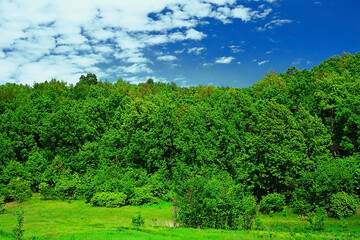 Fototapeta na wymiar summer landscape. dense forest on a sunny day. Beautiful spruce and pine forests.An earthen road. with a blue sky. Green trees. natural background.Creative image. postcard. 