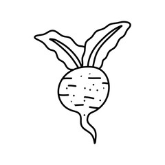 Vegetable root. Beetroot with leaves. Vector illustration. Linear hand drawing, outline