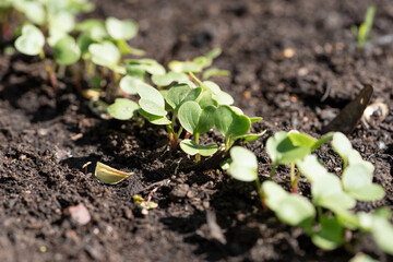 Young radish plants in the garden. Springtime