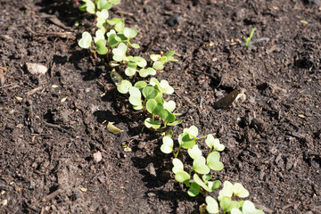 Young radish plants in the garden. Springtime
