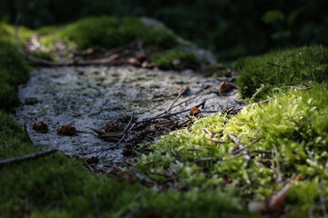 Moss on a stone