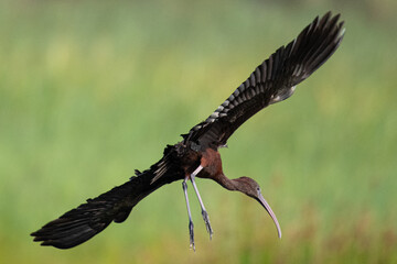 The glossy ibis (Plegadis falcinellus) is a water bird Pelecaniformes and the ibis and spoonbill family Threskiornithidae common in aiguamolls emporda mediterranean girona spain
