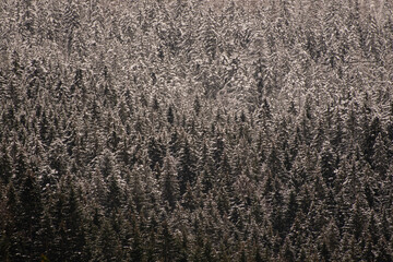 Winterwald Hintergrund