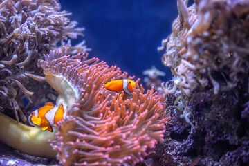 Two orange clownfish swimming in aquarium. Underwater diving and vivid tropical fish hidding in Bubble Tip Anemone, real sea life - obrazy, fototapety, plakaty
