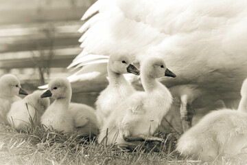 cute swan babys black and white art