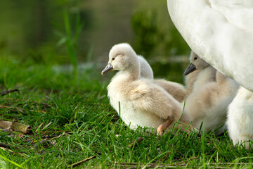 little sweet swan chick in green grass