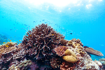 Beautiful underwater corals of the Andaman Sea in Thailand. - 600365534