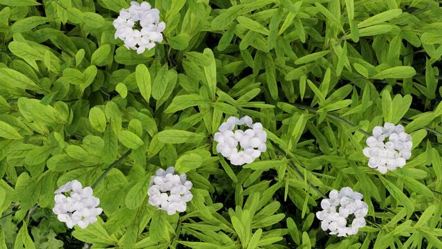 iberis flowers background. 3d animation of iberis flowers. iberis flowers in the wind. 3d white flower in the wind. white flowers in the garden