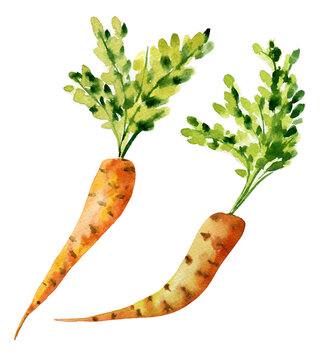 Watercolor orange carrots  on white background. Illustration of vegetables.