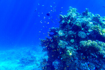 Naklejka na ściany i meble Colonies of the corals and tropical fishes at coral reef in Red sea