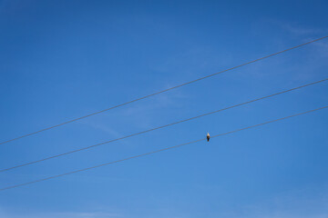 Pigeon on a wire, with high voltage power lines in the background. The image represents a combination of technology and ecology.