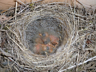 キセキレイの雛