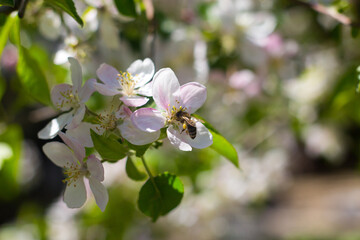 Bee collecting pollen from tree blooming flowers in spring