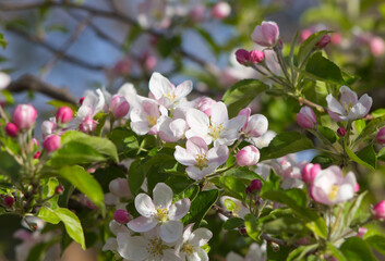 Obraz na płótnie Canvas apple tree flowers blooming in springtime