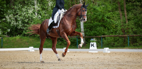 Horse Dressage horse in the dressage test changing the canter in the support phase..