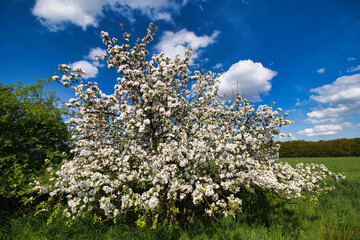 A fresh colorful flowering apple tree under blue sky with white clouds. Czech Republic.