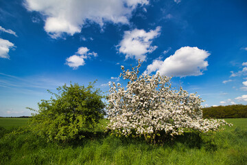 A fresh colorful flowering apple tree under blue sky with white clouds. Czech Republic.