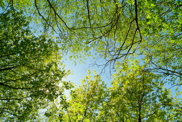trees and tree branches in the forest against the blue sky view from below