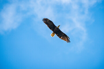 eagle in flight