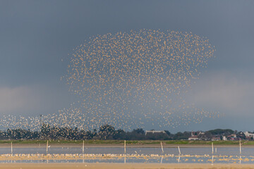 Shorebirds, Dunlin (Calidris alpina) migrating north in the Vacares pond in spring.
