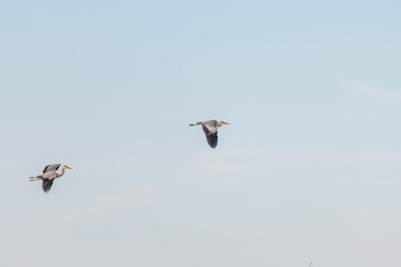 Two grey heron (Ardea cinerea) in flight over marshes.