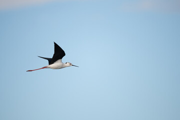 Black-winged stilt (Himantopus himantopus) in flight over marshes.