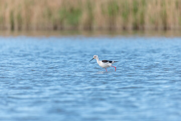 Black-winged stilt (Himantopus himantopus) feeding in a marsh.