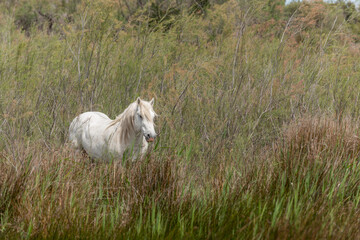 Camargue horse feeding in the marshes.
