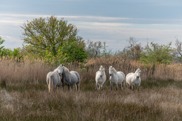 Fototapeta premium Camargue horses feeding in the marshes.