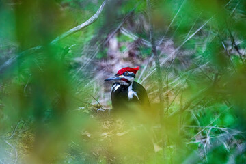 Pileated woodpecker in the forest