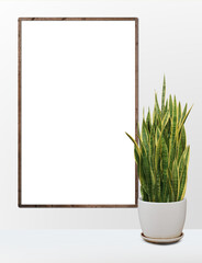snake plant ,Mother In Law Tongue ,plant pot,frame photo,wall empty