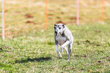 Whippet sprinter running straight on camera and chasing coursing lure on green field