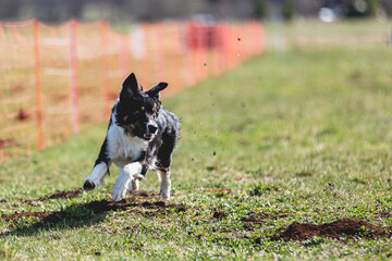 Border Collie running straight on camera and chasing coursing lure on green field